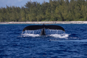 Whale tail