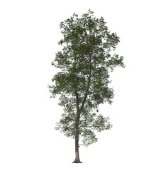 carya ovata, the shagbark hickory, light for daylight, easy to use, 3d render, isolated