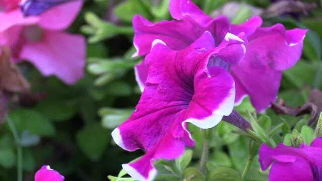 Petunias