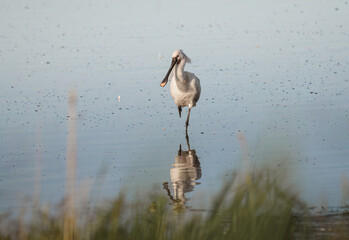 Eurasian Spoonbill or common spoonbill (Platalea leucorodia) walking in shallow water hunting for food at sunrise