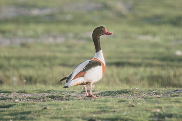 common shelduck (tadorna tadorna) male is standing in a green field