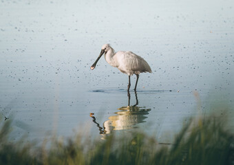 Eurasian Spoonbill or common spoonbill (Platalea leucorodia) walking in shallow water hunting for food at sunrise