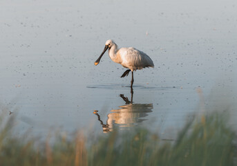 Eurasian Spoonbill or common spoonbill (Platalea leucorodia) walking in shallow water hunting for food at sunrise