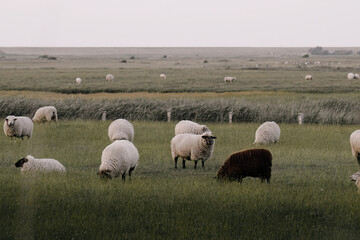 flock of sheep grazing in a field with green grass