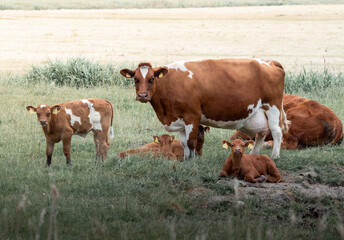 brown cow and calves grazing in a meadow