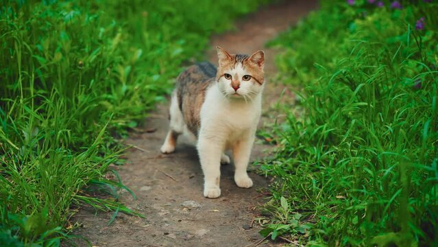 Cute homeless street adult stray cat walks along path in park green grass trees, summer nature. funny kitten red fur hungry animal pet looking food owner shelter, love care. tricolor cat, good luck