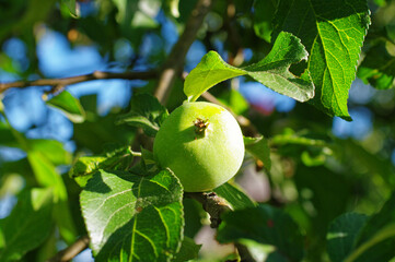 Young apple on a branch
