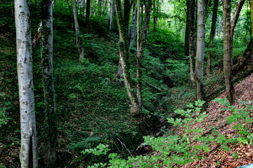 Drzewa w terenie leśnym obszarów zielonych w zachodniej Polsce o letniej porze roku w wieczornych...