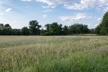 Krajobraz panorama pola uprawnego w okresie wzrostów, jasna pogoda nieznacznie pochmurna 