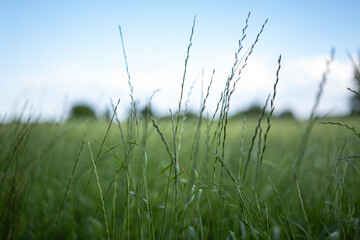 Zbliżenie na trawy krajobrazu wiejskiego w porze letniej, pola kwitnące a wraz z nimi plony i...