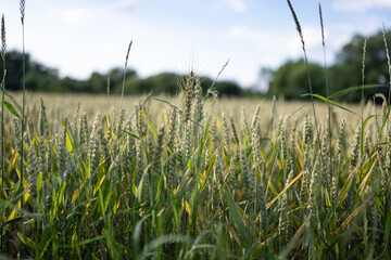 Zbliżenie na plony krajobrazu wiejskiego w porze letniej, pola kwitnące a wraz z nimi plony i...