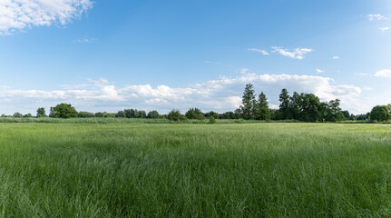 Krajobraz panorama pola uprawnego w okresie wzrostów, jasna pogoda nieznacznie pochmurna 
