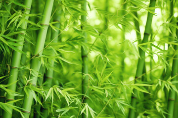 Fototapeta na wymiar Serene Green Bamboo Background