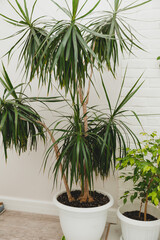 Obraz premium Dracaena, dracaena in a pot.