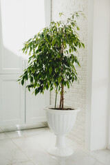 Ficus benjamina is a large green houseplant with a long stem in a white pot.