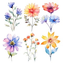 Fototapeta na wymiar Watercolor wild flowers isolated on white background, wild meadow flowers illustration, Collection botanic garden elements