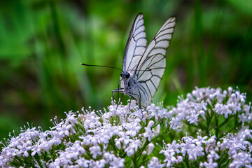 Closeup of small white aporia crataegi butterfly sitting on green plant in nature against blurred background.