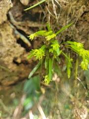 little wild flowers