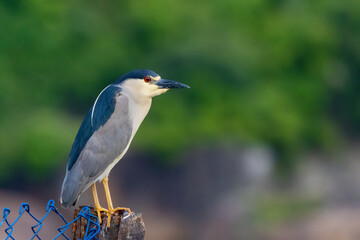 Black-crowned Night-Heron