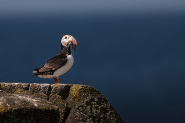 2023-06-19 A ADULT PUFFIN STANDING ON A LEDGE WITH SEVERAL EELS IN ITS MOUTH ONTHE ISLAND OF MAY IN SCOTLAND WITH A MUTED BLUE SKY