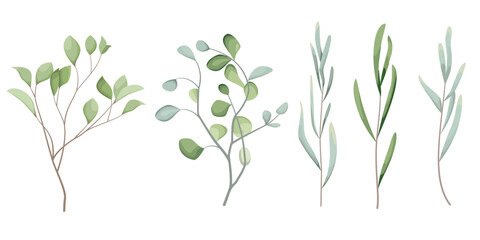 Vector Grass Set. Different eucalyptus sprigs, green plants and leaves on a white background . Vector illustration