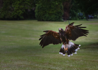 2023-06-20 A PHOTOGRAPH FROM THE FRONT OF A HARRIS'S HAWK IN FLIGHT WITH INTENSE EYES WINGS SPREAD WITH A NICE GREEN BACKGROUND IN SCOTLAND