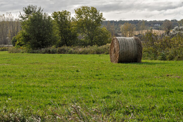 Round Hay Bales In The Farm Field In Fall