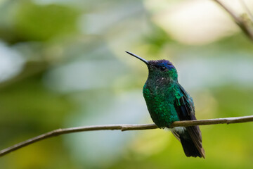 Violet-capped Woodnymph