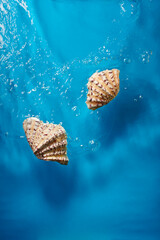 Oyster seashell in bright blue ocean water