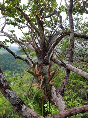bromeliad in the tree