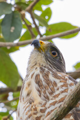 Roadside Hawk
