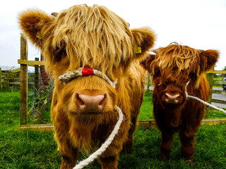 Pair tethered Scottish Highland calf or Hairy Heelan Coo in a farm paddock © Sven