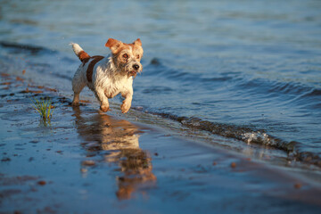 The dog runs on the water. Wirehaired wet Jack Russell Terrier on the seashore. Sunset