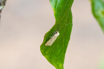butterfly on leaf