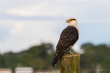 Blue-winged Parrotlet