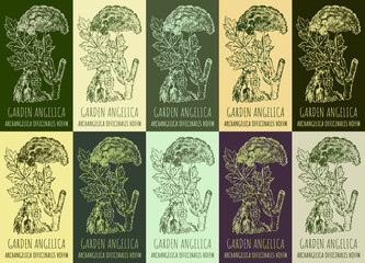Set of drawing GARDEN ANGELICA in various colors. Hand drawn illustration. The Latin name is ARCHANGELICA OFFICINALIS HOFFM.