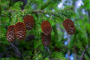 Green spruce branches with needles and many cones in summer. Many cones on spruce. Fir tree. Background image with copy space.
