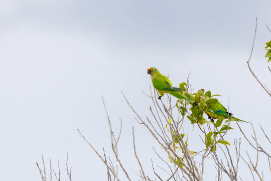 Peach-fronted Parakeet