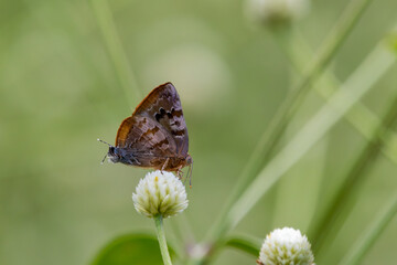 butterfly on flower