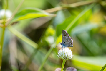 butterfly on a flower