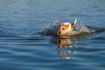 Fototapeta premium The dog runs on the water. Wirehaired wet Jack Russell Terrier on the seashore. Sunset
