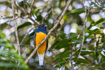 Surucua Trogon