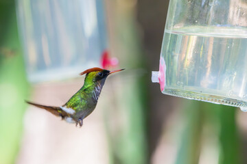 Frilled Coquette in flight