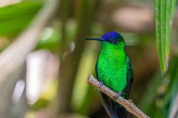 Violet-capped Woodnymph