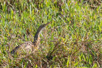 Pinnated Bittern