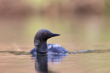 The Pacific loon or Pacific diver (Gavia pacifica), is a medium-sized member of the loon, or diver, family.