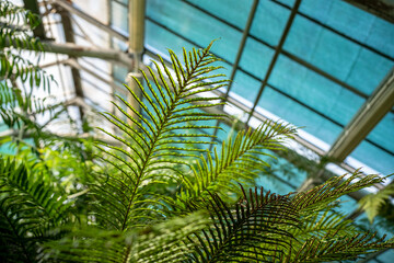 Sun light through fern leaves in tropical greenhouse, soft focus. Glass roof of glasshouse on blurred background. Green plants in botanical garden indoor. Shallow depth of field. 