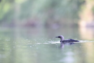 The Pacific loon or Pacific diver (Gavia pacifica), is a medium-sized member of the loon, or diver, family.