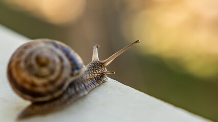 snail on a leaf