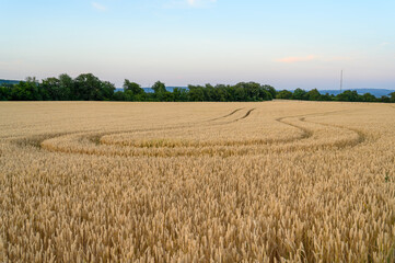 A wheat field with tractor track marks that turn around the direction they came from with green...